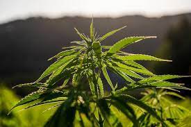 What is THCA vs THC and Why It Matters for Your Cannabis Experience